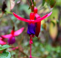 Friends of Tindale Garden Monthly Plant Sales