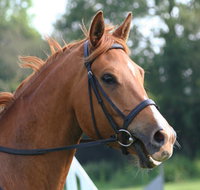Glen William Gymkhana