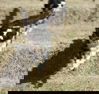 Great Nundle Dog Race - Hotel NSW