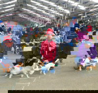 Hamilton Jack Russell Terrier and Hunting Dog Show - Hotel NSW