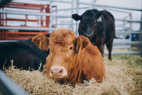 Mudgee Small Farm Field Days - Hotel NSW 2