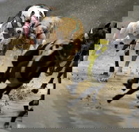 Twilight Greyhound Racing - Hotel NSW