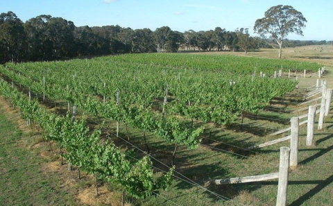 Yarralaw Springs Wines  - Cellar Door Wine Tasting - Hotel NSW 1
