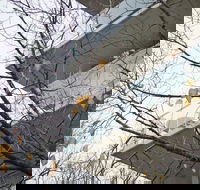 The Sebel Launceston - Hotel NSW