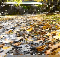 Cradle Forest Inn - Hotel NSW