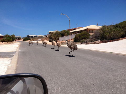 Shark Bay B & B - Hotel NSW 6