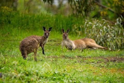 The Stirling Golf Club - Hotel NSW 2