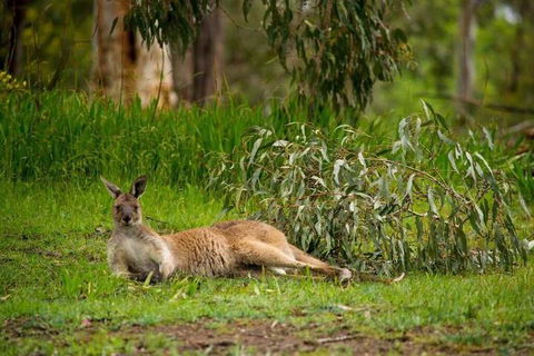 The Stirling Golf Club - Hotel NSW 1