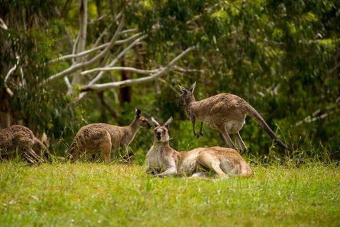 The Stirling Golf Club - Hotel NSW 3