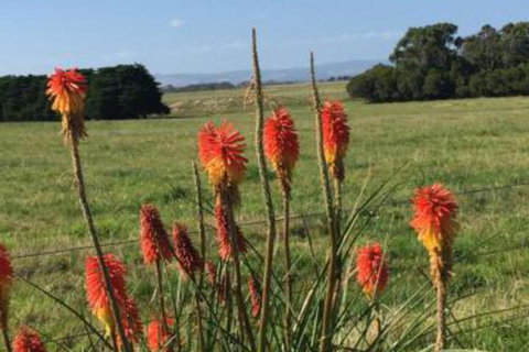 Yanakie Holiday House - Hotel NSW 7
