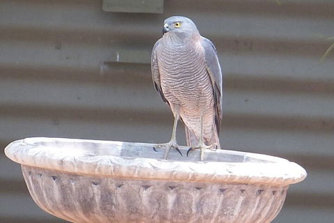 Kathys Place Bed And Breakfast - Hotel NSW 3