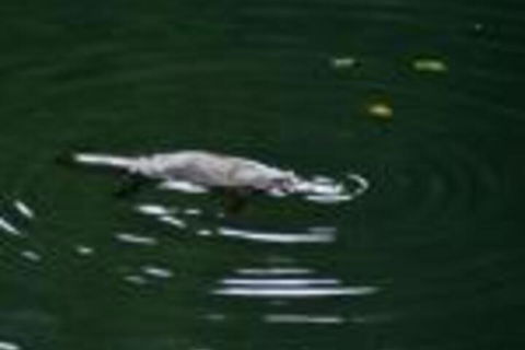 Kaalba - Hotel NSW 0