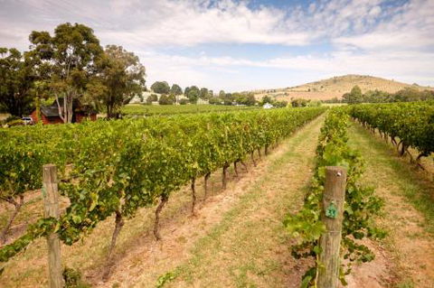 Fergusson Winery Homestead Accomodation - Hotel NSW 3