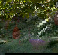 Little Wombat - Hotel NSW