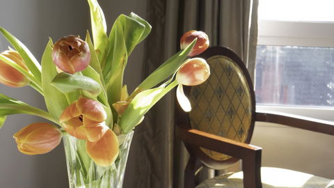 Areca Launceston - Hotel NSW 6