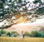 Cedia at Byron Bay Hinterland
