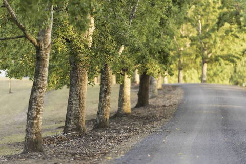 Clarendon Forest Retreat - Hotel NSW 3