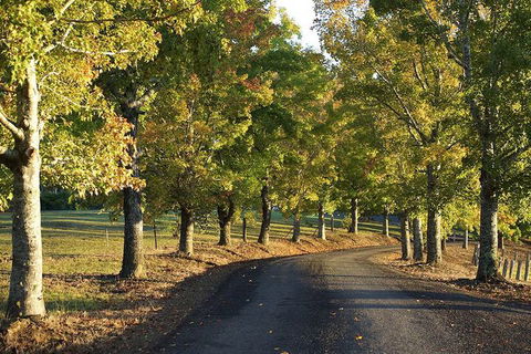 Clarendon Forest Retreat - Hotel NSW 2