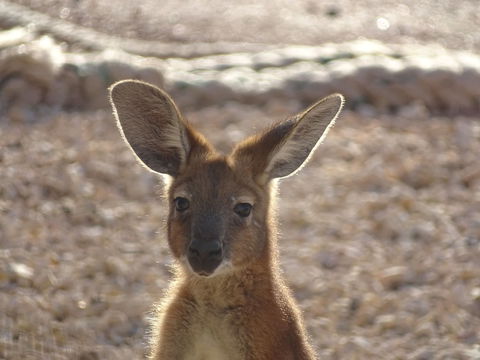 On The Deck @ Shark Bay - Hotel NSW 3