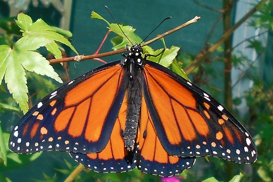 Ravenswood South VIC Hotel NSW