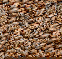 Coffee Guru Ulladulla - Hotel NSW