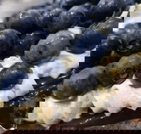 Uptown Patisserie - Hotel NSW