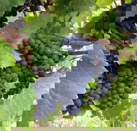Marcus Hill Vineyard - Hotel NSW