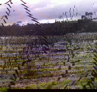 Darlington Vineyard - Hotel NSW