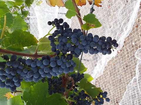 Clayfield Wines - Hotel NSW 1