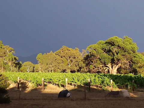 Clayfield Wines - Hotel NSW 2