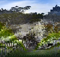 Mount Majura Vineyard - Hotel NSW