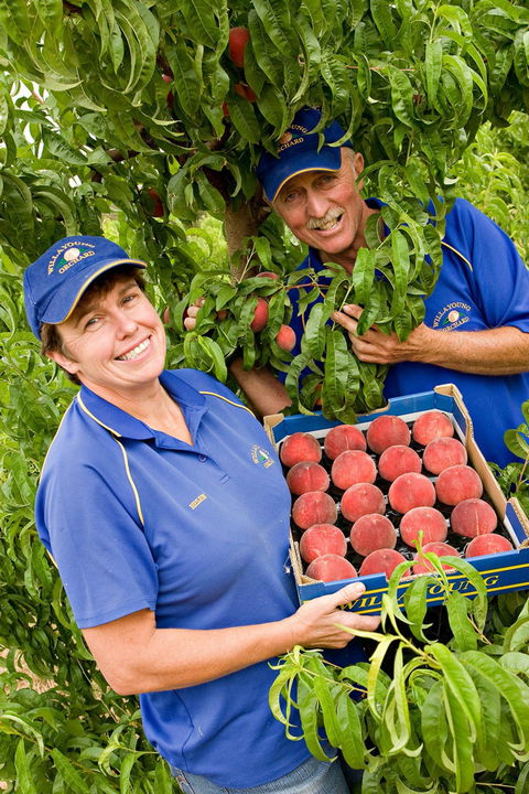 Willayoung Orchard - Hotel NSW 0