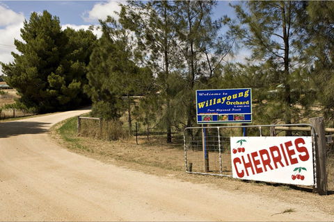 Willayoung Orchard - Hotel NSW 1
