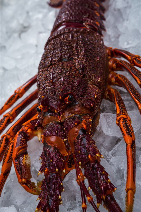 Lobster Shack Tasmania - Hotel NSW 0