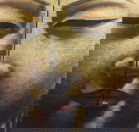 Mao's Thai Restaurant - Hotel NSW