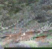 Hahndorf Venison - Hotel NSW