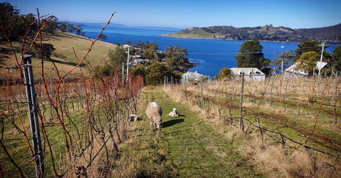 Anim Wine - Hotel NSW 1