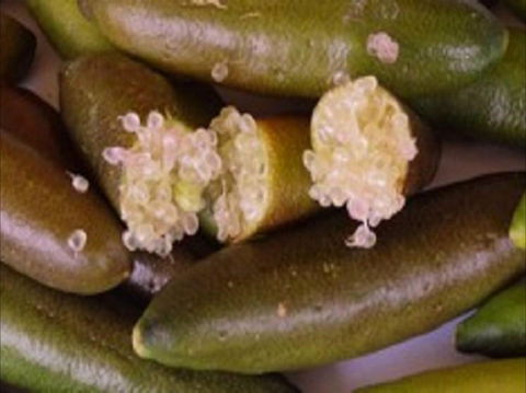 Sandy Creek Olives And Finger Limes - Hotel NSW 0