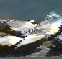 Jim Wild's Oyster Service - Hotel NSW