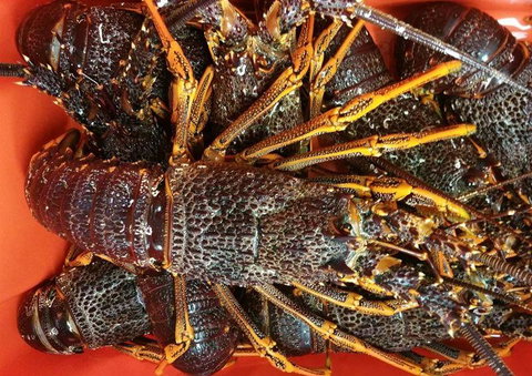 Sams Pizzeria On The Waterfront - Hotel NSW 25