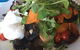 Coffee Cat On Kings Beach - thumb 3