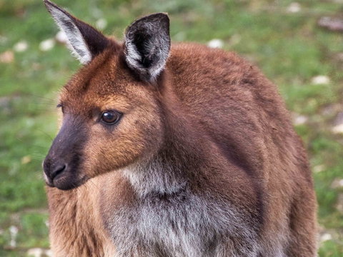 Mercure Kangaroo Island Lodge - Hotel NSW 15