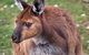 Mercure Kangaroo Island Lodge - thumb 15