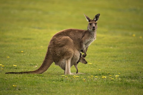 Lure Bed And Breakfast - Hotel NSW 20