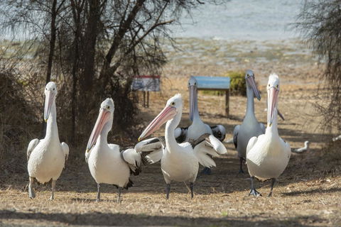 Mercure Kangaroo Island Lodge - Hotel NSW 15