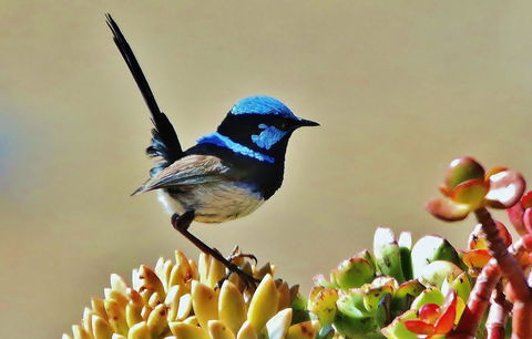 Mercure Kangaroo Island Lodge - Hotel NSW 39