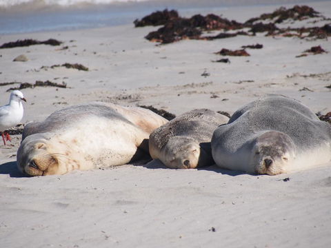 Mercure Kangaroo Island Lodge - Hotel NSW 43