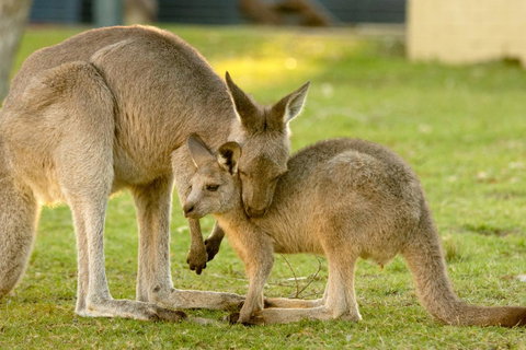 BIG4 Tasman Holiday Parks - Racecourse Beach - Hotel NSW 39