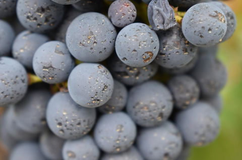 A Coonawarra Experience - Hotel NSW 23
