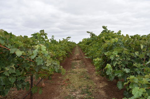 A Coonawarra Experience - Hotel NSW 25